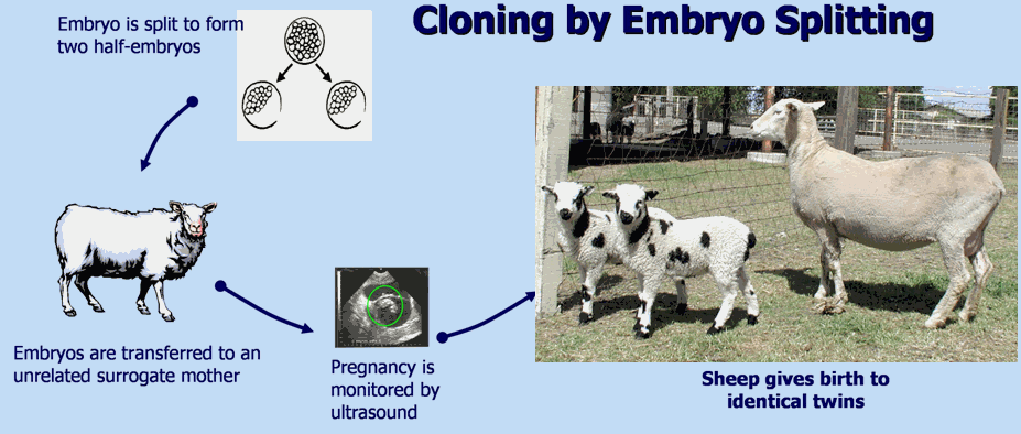 cloning process