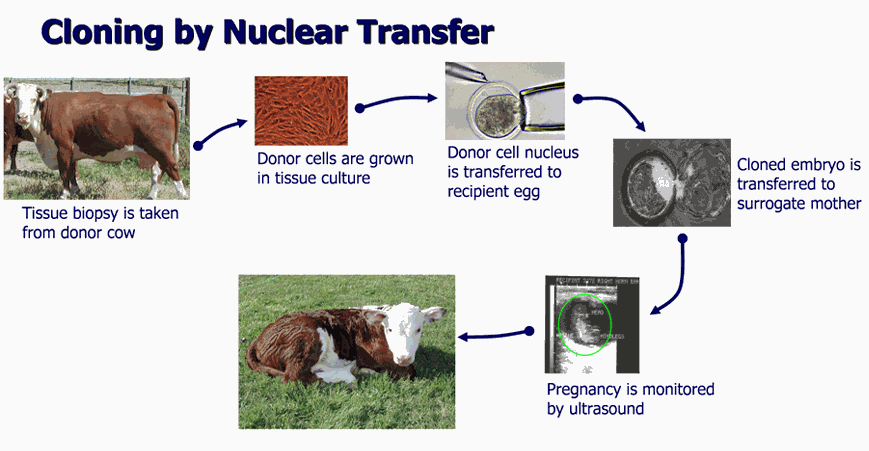 Cloning by Nuclear Transfer