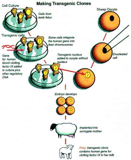 Transgenic Clone