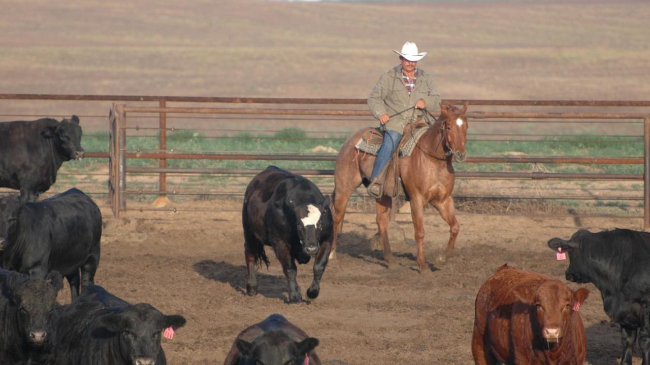 Beef Reeve FY049