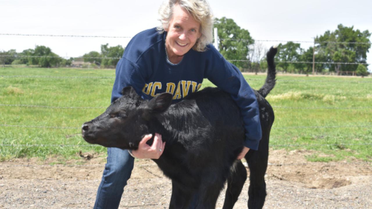 Alison and Cosmo the bull calf