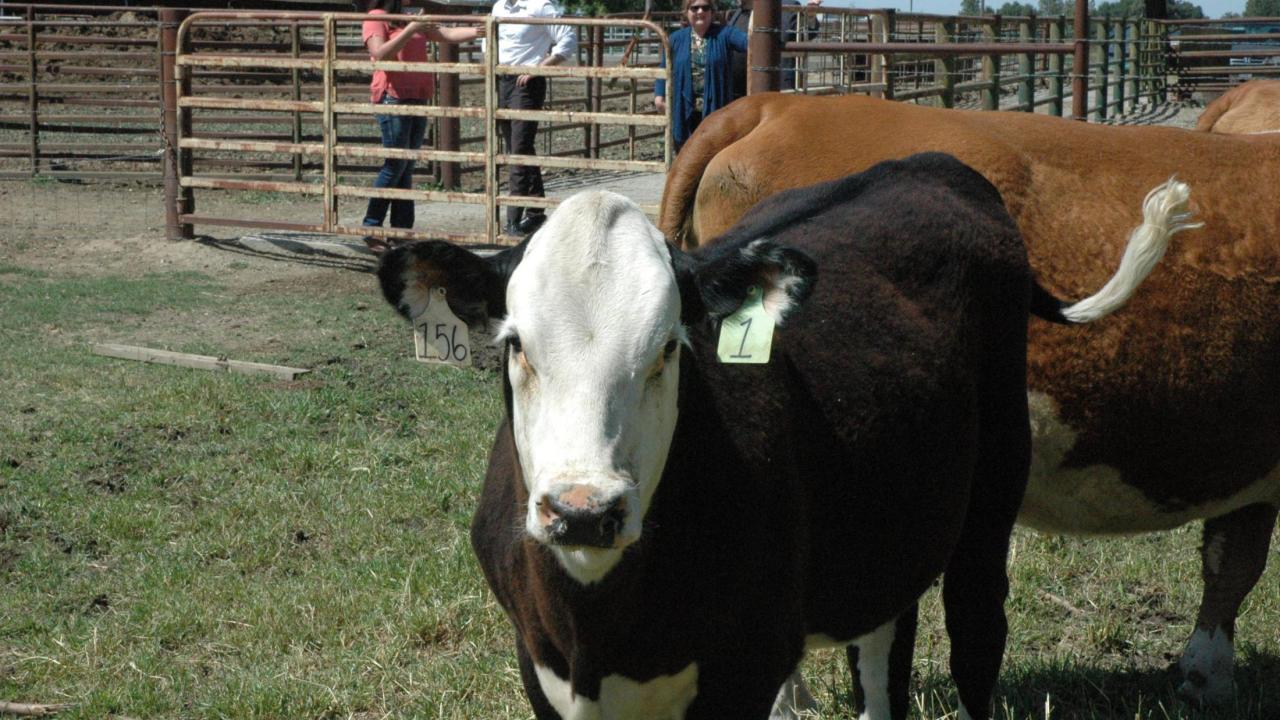 A genome edited polled calf, sired by a genome edited polled dairy bull