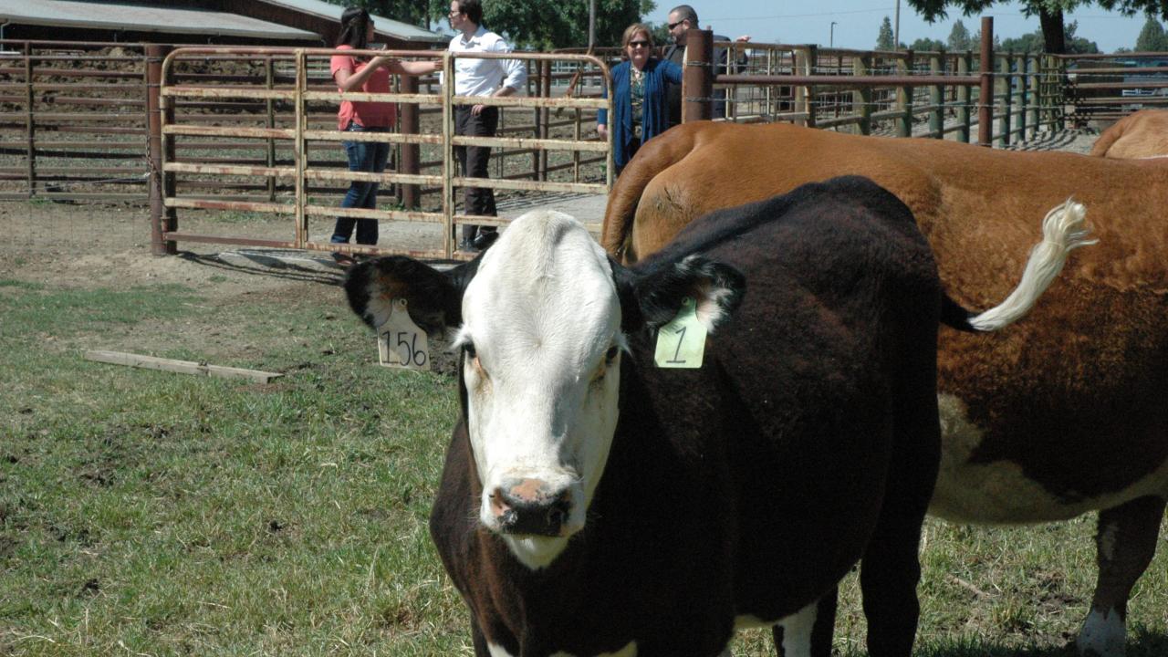 A genome edited polled calf, sired by a genome edited polled dairy bull