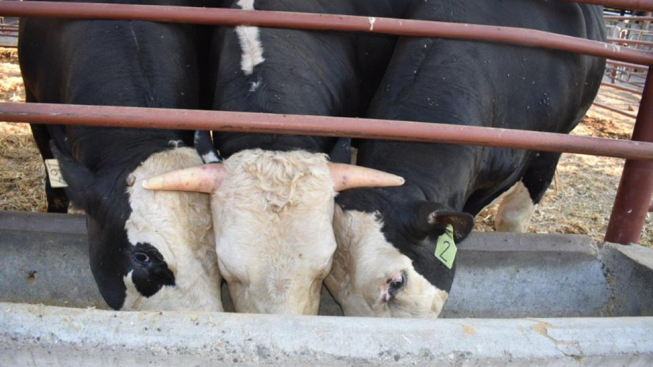 Horned dairy bull flanked by two polled nephews