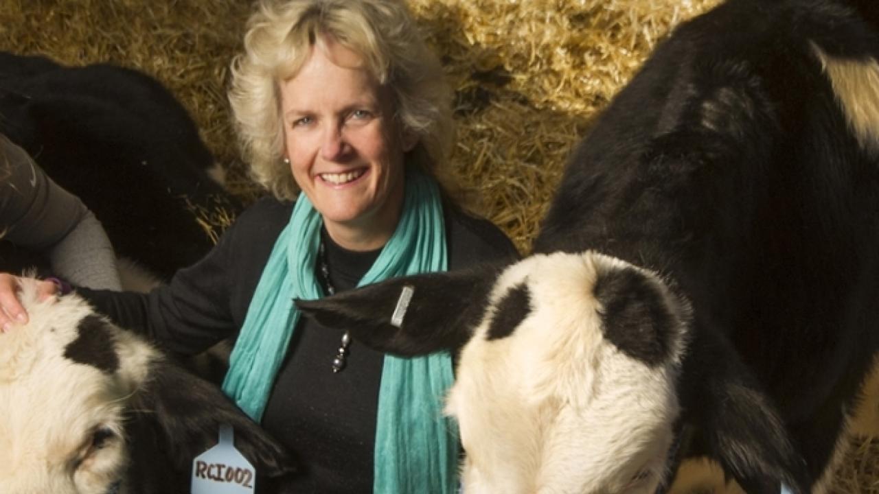 Thanks to gene editing, this 7-month-old calf, pictured with UC Davis animal scientist Alison Van Eenennaam, does not grow horns and so will not have to go through the dehorning process. (Image credit: Karin Higgins/UC Davis) Alison Van Eenennaam