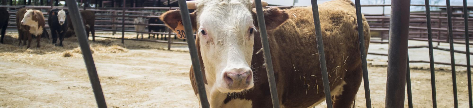 Beef Cattle