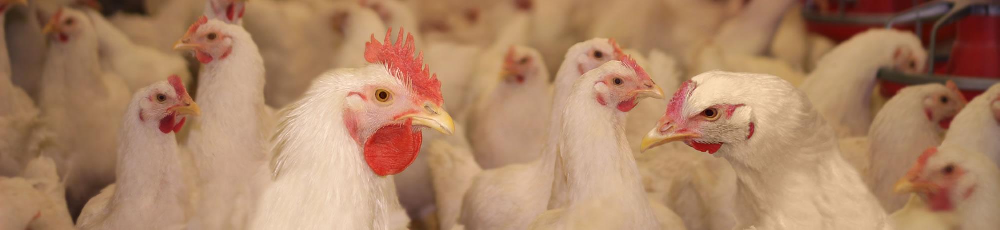 Chickens