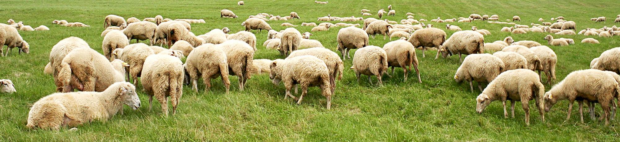Sheep