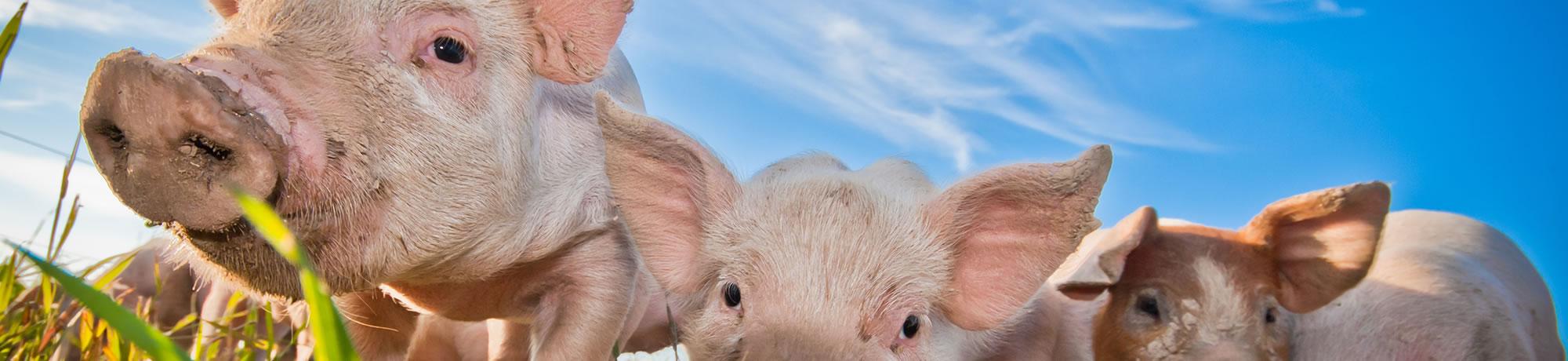 Pigs