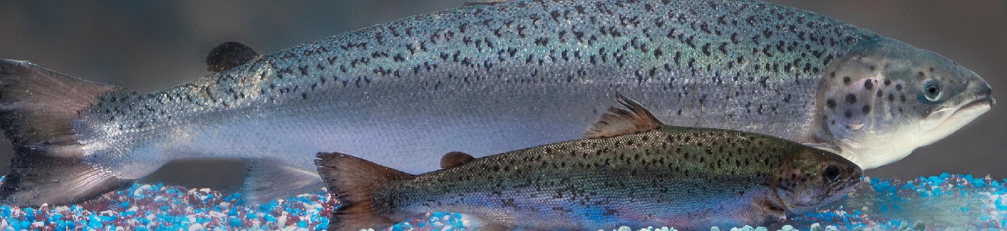 Picture of transgenic fish